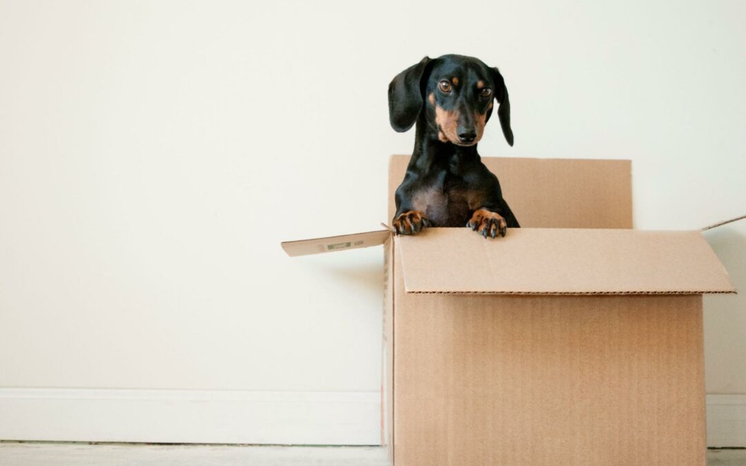 Où trouver des cartons de déménagement ?